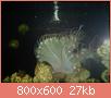         

:  bubblue bubble coral.jpg
:  289
:  27,1 KB