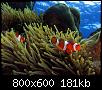         

:  800px-Clownfish_sprain_water3.jpg
:  275
:  181,1 KB