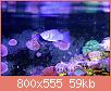         

:  saltwater-molly-reef-tank.jpg
:  318
:  59,4 KB