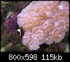         

:  coral1.JPG
:  240
:  114,6 KB