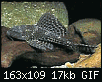         

:  pleco.gif
:  546
:  16,9 KB