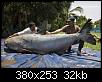         

:  GiantCatfish-WWF.jpg
:  967
:  31,7 KB