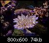         

:  Acropora1.jpg
:  365
:  74,1 KB