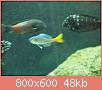         

:  fish 770.jpg
:  325
:  47,5 KB