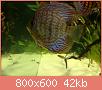         

:  discus3.jpg
:  299
:  42,4 KB