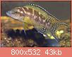         

:  neolamprologus_buescheri_mlp0081.jpg
:  146
:  43,4 KB