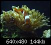         

:  nemo and anemone.JPG
:  220
:  144,3 KB
