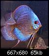         

:  RES BABY DISCUS.jpg
:  283
:  65,1 KB