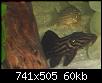         

:  pleco.jpg
:  241
:  59,7 KB