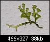         

:  plant1.jpg
:  362
:  37,9 KB