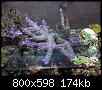         

:  koralli01.JPG
:  355
:  174,4 KB
