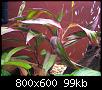         

:  plant 2.jpg
:  441
:  98,6 KB