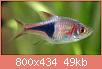         

:  2006127152234_harlequin_rasbora_5.jpg
:  381
:  48,8 KB