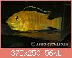         

:  Labidochromis-caeruleus_w_375.jpg
:  189
:  55,8 KB