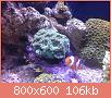         

:  my reef3.jpg
:  270
:  106,0 KB