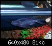         

:  synodontis 2.JPG
:  350
:  81,1 KB