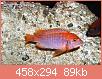         

:  iodotropheus_sprengerae_red_3-1.jpg
:  426
:  89,4 KB