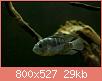         

:  blue acara_1.jpg
:  2431
:  28,6 KB