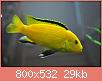         

:  electric-yellow-cichlid.jpg
:  207
:  29,0 KB