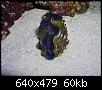         

:  billy reef 224 (Small).jpg
:  248
:  60,2 KB