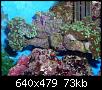         

:  billy reef 217 (Small).jpg
:  253
:  72,9 KB
