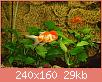         

:  ORANDA AND VAILTAIL.jpg
:  372
:  29,0 KB