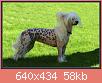         

:  Chinese Crested Dog a1.jpg
:  435
:  58,0 KB