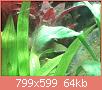         

:  algae2.jpg
:  1480
:  63,9 KB
