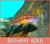         

:  Neolamprologus buescheri.jpg
:  153
:  62,4 KB