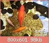         

:  pond 2.jpg
:  360
:  98,3 KB