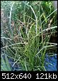         

:  Scirpus sp.jpg
:  994
:  121,4 KB