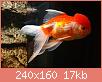         

:  MY RED ORANDA.jpg
:  401
:  17,4 KB