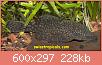         

:  Ancistrus sp Pucallpa female.JPG
:  452
:  227,9 KB