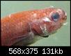         

:  fishie2.jpg
:  286
:  130,6 KB