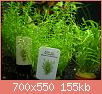         

:  Rotala_Nanjenshan_2.jpg
:  210
:  154,9 KB