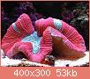         

:  Trachyphyllia%20geoffroyi%201.jpg
:  299
:  53,5 KB