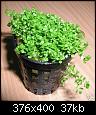         

:  Hemianthus callitrichoides.jpg
:  369
:  36,6 KB