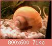         

:  apple snail.jpg
:  261
:  71,2 KB