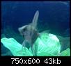         

:  aquarium 7.JPG
:  435
:  42,9 KB