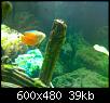        

:  aquarium 6.JPG
:  459
:  38,7 KB