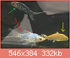         

:  fish.png
:  490
:  332,3 KB