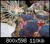         

:  billy  lionfish 280 (Large).jpg
:  247
:  110,2 KB