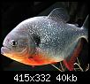         

:  amazon-animals-piranha.jpg
:  1121
:  40,2 KB