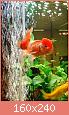         

:  RED ORANDA.jpg
:  397
:  27,5 KB