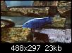        

:  Aplochromis_Electric_Blue.jpg
:  341
:  23,0 KB