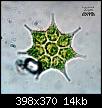         

:  pediastrum_simplex.jpg
:  220
:  14,2 KB