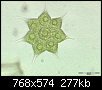         

:  pediastrum-simplex.png
:  207
:  277,3 KB