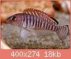         

:  Lamprologus signatus.jpg
:  154
:  18,2 KB