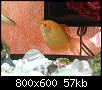         

:  Honey gourami..jpg
:  312
:  56,6 KB