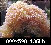         

:  coral2.JPG
:  221
:  135,9 KB